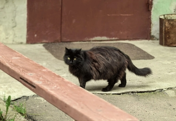 Коты остаются за спиной, в уютных двориках...