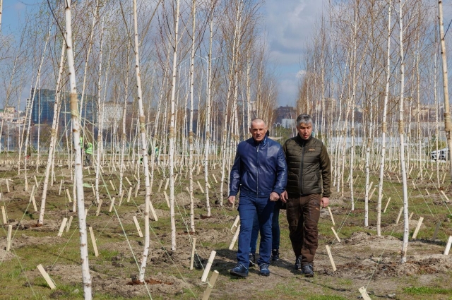 В рамках компенсационного озеленения застройщик высадит в Ростове-на-Дону 16 тыс. деревьев.