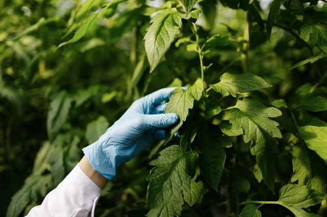 За рассадой нужно следить.