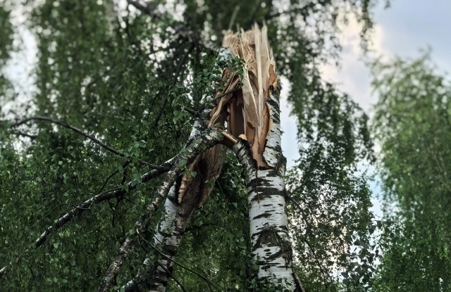 Многие березы погибли.