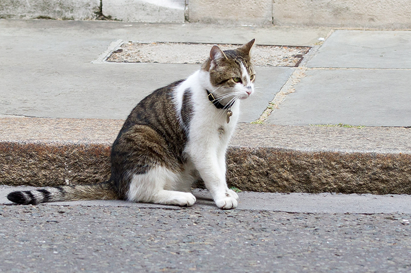 Кот-крысолов Ларри британского премьера