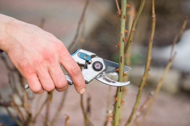 Биологи советуют уделить внимание обрезке растений.