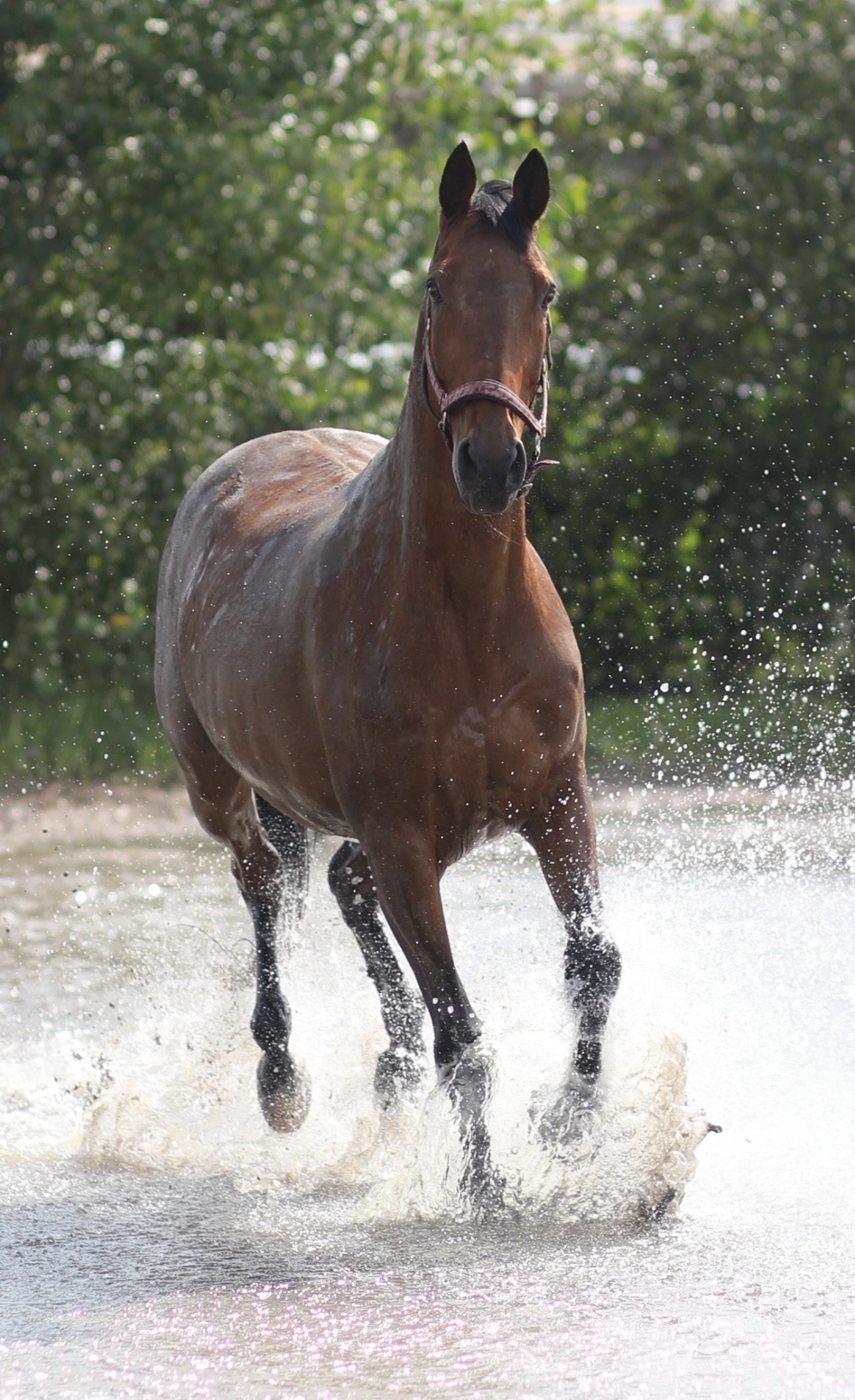 Любовь к лошадям у Шафигулиных - дело семейное.