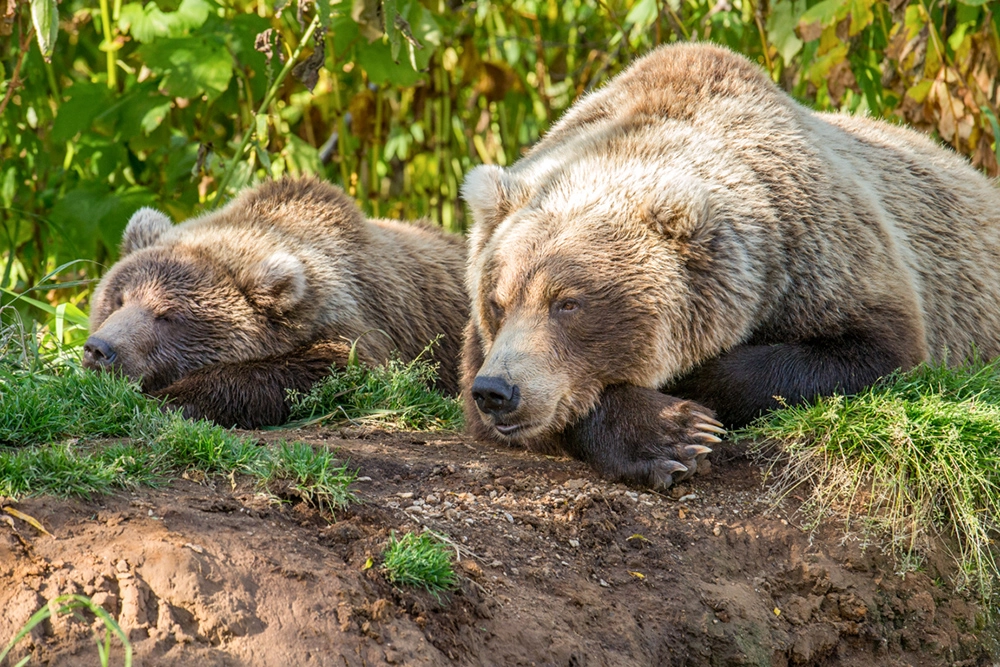 Пора «проспаться».
