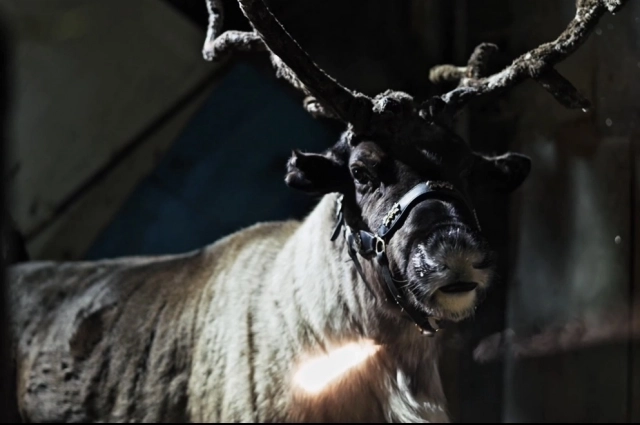 Животные рады такому подарку.