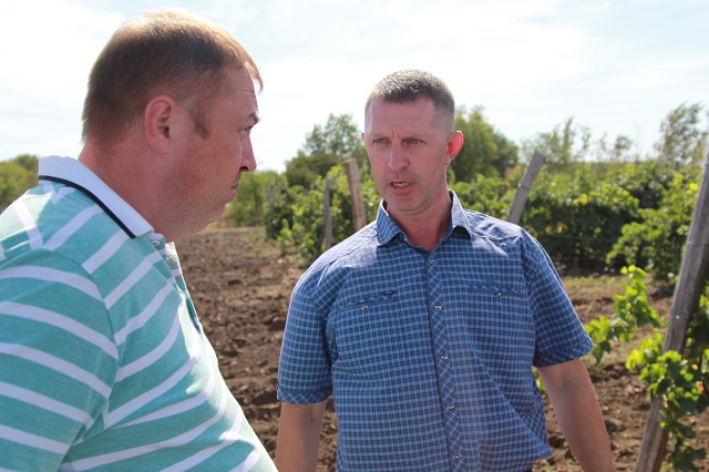Дмитрий Конгуров надеется окупить затраты на выращивание винограда.