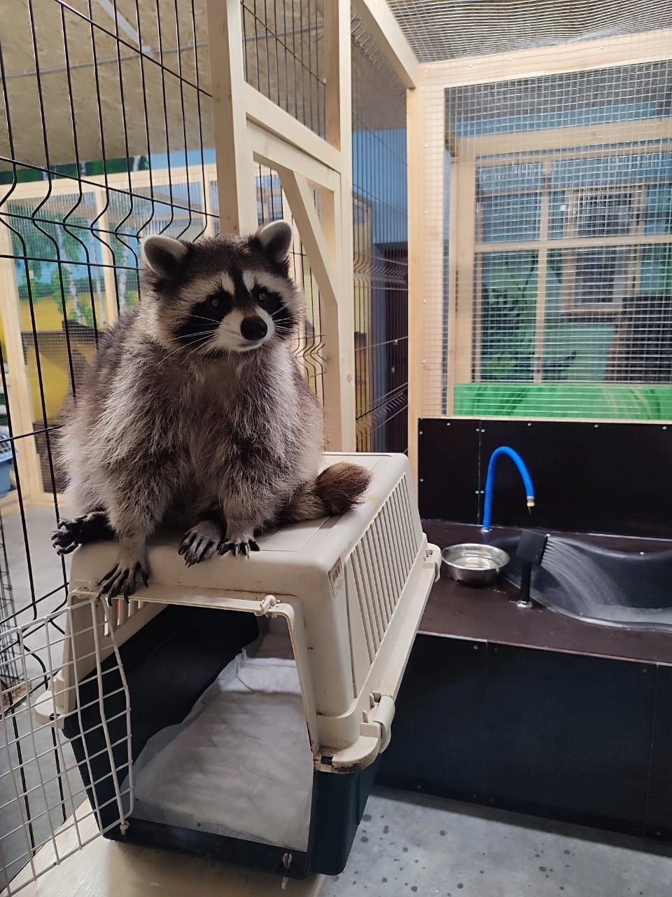 Еноты могут объединяться с компаньонами, если такой альянс будет им выгоден.