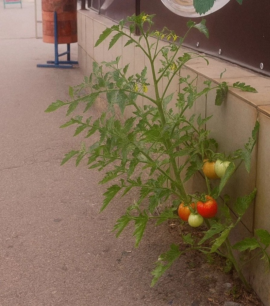 Многие наверняка замечали, как мощно растут растения в трещинах асфальта или между камней. Вот это как раз тот случай. А мульча из кирпичей моделирует процесс.