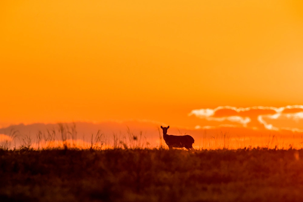 Портрет степного скакуна.