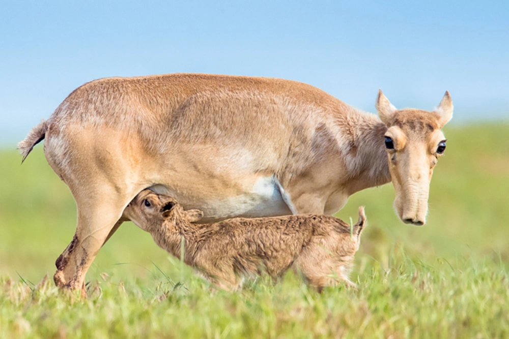 Легенды о сайгаке.