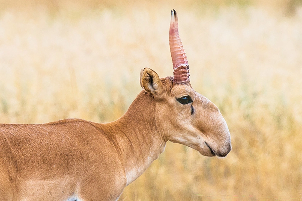 Золото Калмыкии.