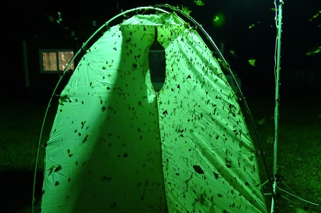 Насекомые: экспедиция по инвентаризации Комсомольского заповедника