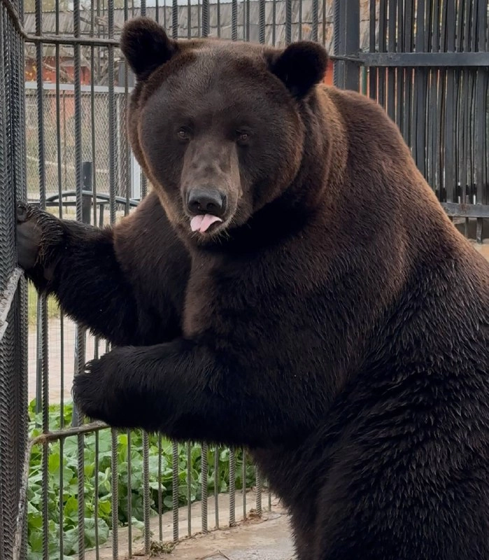 медведь Потап