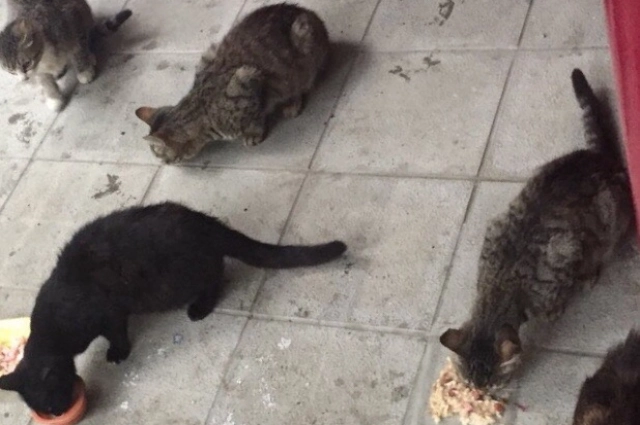 На ежедневную кормёжку приходят коты и кошки со всей округи.