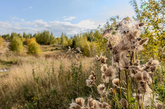 Купил гору за 35 рублей. Как возник «железнодорожный» посёлок Шаля