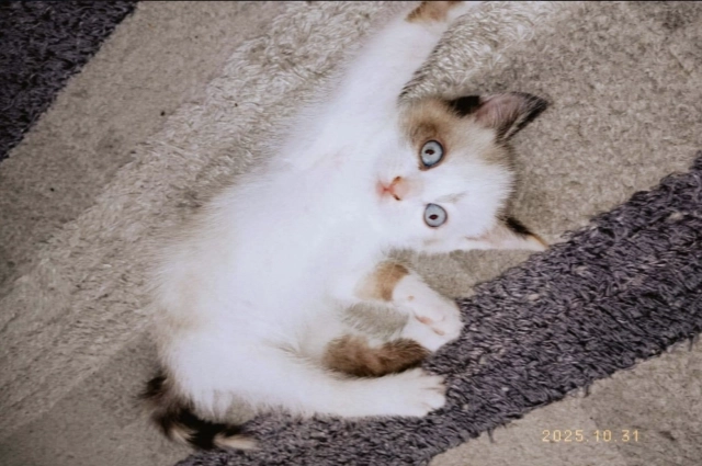 Фото: МК в Новосибирске