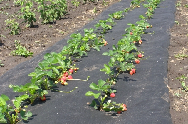 Мульча предохраняет растения от сорняков.