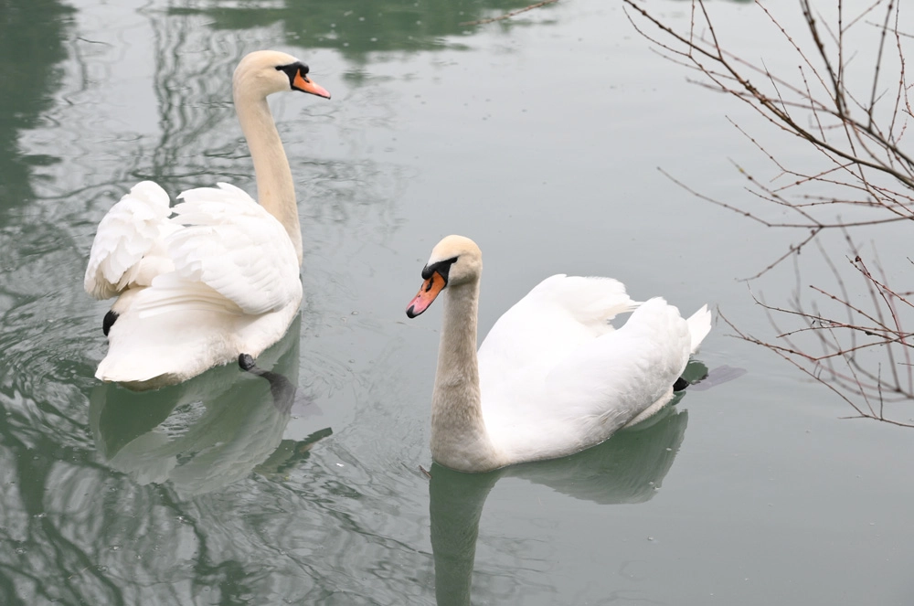Лебеди-шипуны.