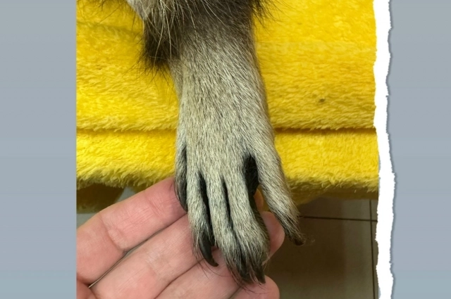 И маленькие лапки енота так похожи на ручки ребенка.