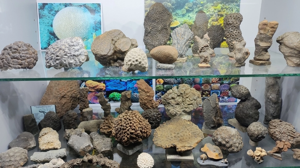 При жизни кораллы имели яркую окраску и даже светились в ультрафиолете.