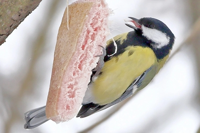 Большая синица.