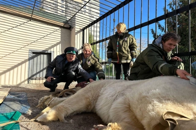 Год назад из казанского зоопарка со скандалом вывезли белого медведя Терпея.