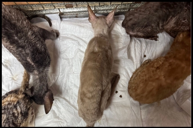 Кошки находятся в крайней степени истощения, а у некоторых развились инфекции.