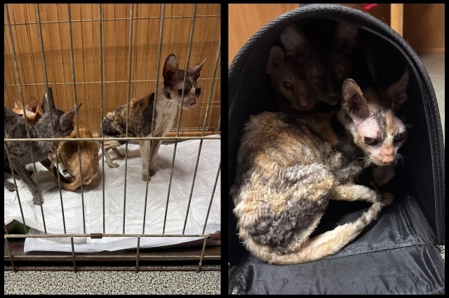 Четверо кошек не смогли справиться с голодом и жаждой, но 14 выжили.