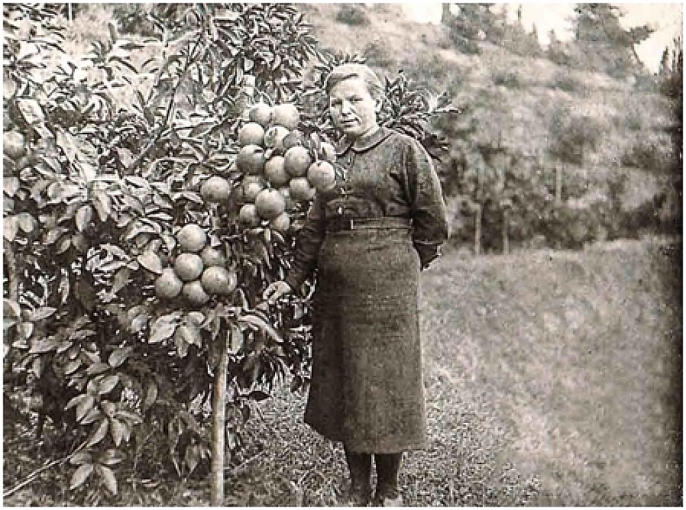 Селекционер Вера Клименко в Батумском ботаническом саду у выведенного ею сорта апельсинов.