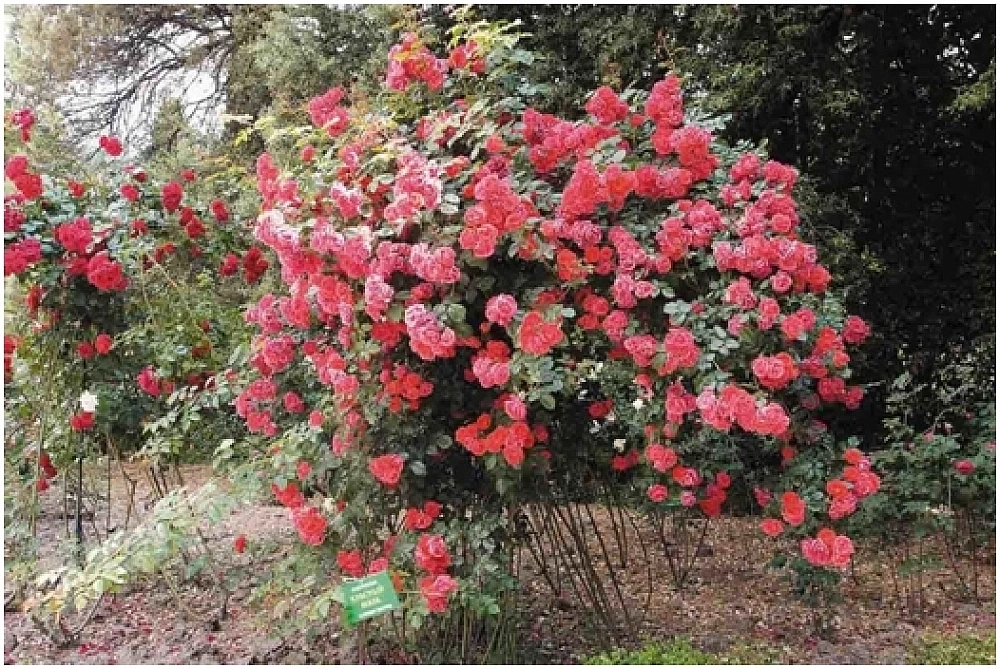 Сорт «Красный маяк» хорошо переносит зимы степного Крыма.