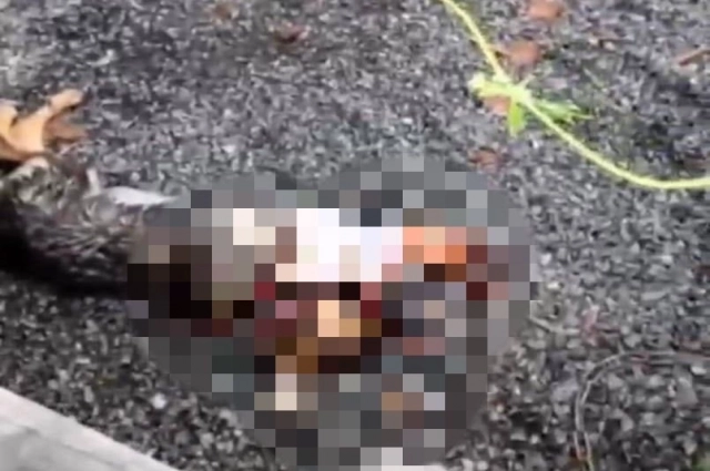 Эту собачку разорвали более сильные сородичи.