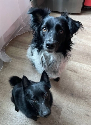 Собаки, как и люди, эмоциональнозависимы