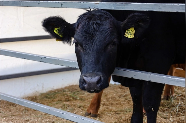 Животноводство