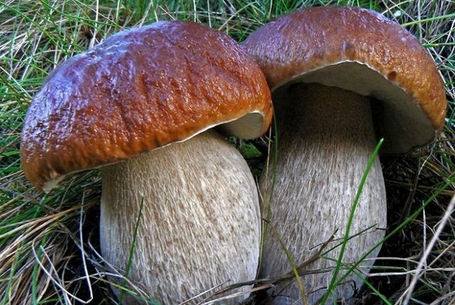 грибы белые
