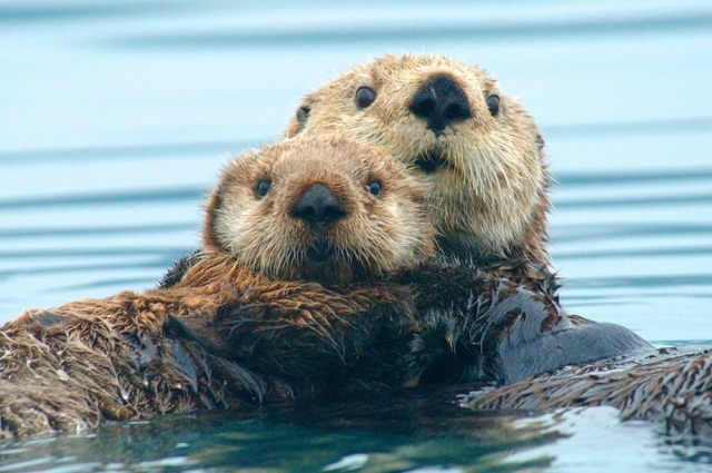 Каланы раньше водились на Аляске.