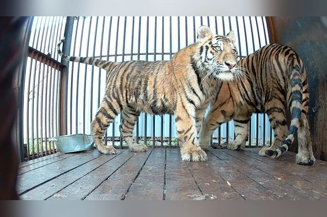 Тигры будут жить в большом вольере «Реки Замбези».