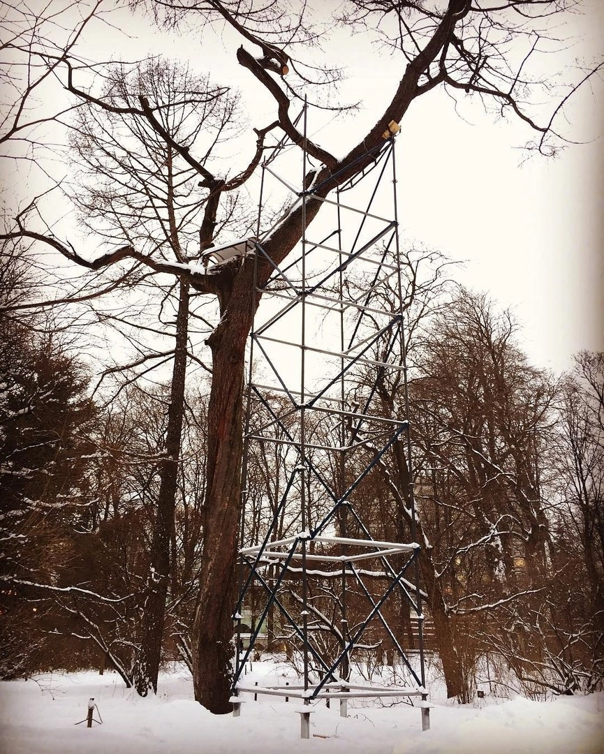 Лиственница Петра Первого.