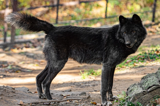 Канадский волк