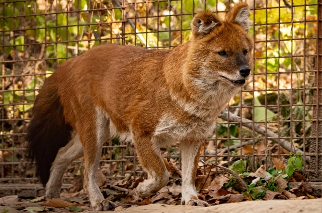 Красный волк