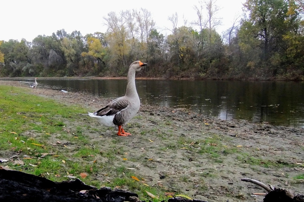 Вот таким обитателям Волго-Ахтубинской поймы очень нужна вода. Как и всему живому...