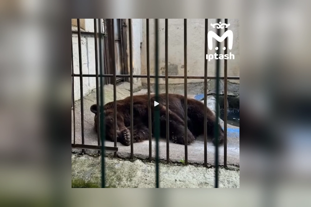 Медведь лежит в тесноте.
