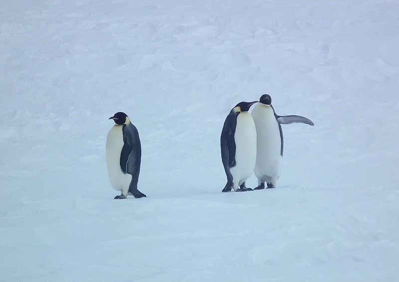Кроме полярников, Антарктиду населяют только животные