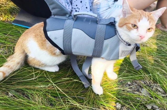 Китти обожает загородные прогулки и отдых на воде.