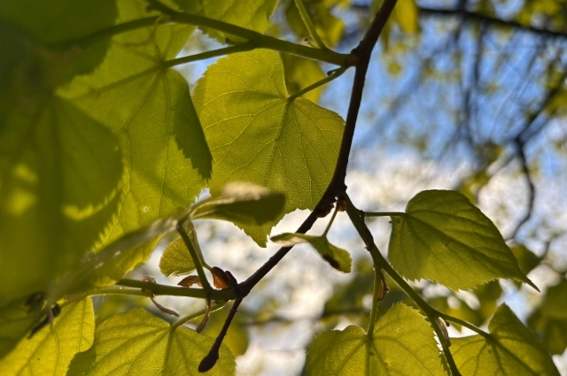 24 января можно предугадать, какой будет погода на весну.