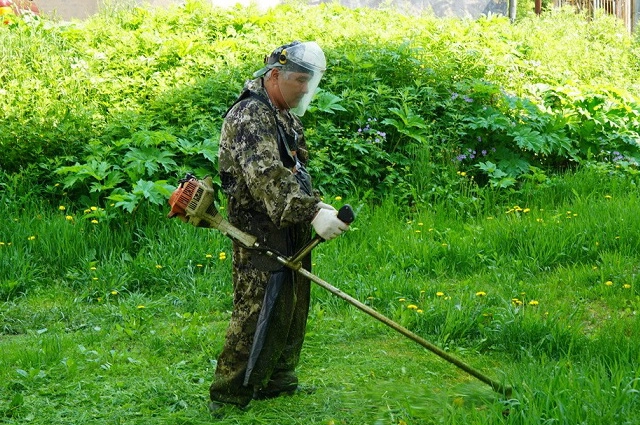 Борщевик Сосновского