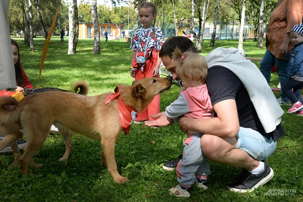 Выставка "Лапы и дом": Как в Москве помогают бездомным животным найти новый дом