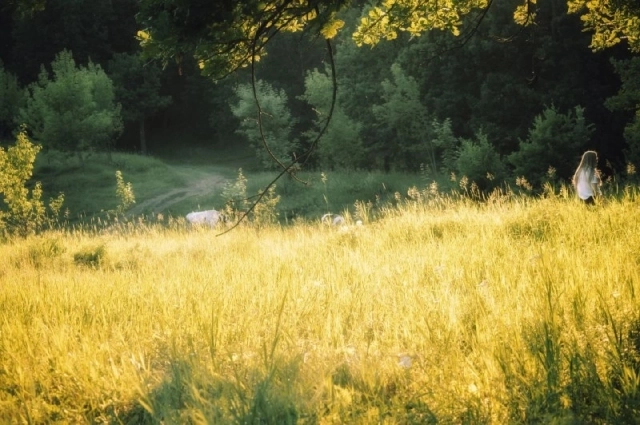 Смешанный лес в Самарской области