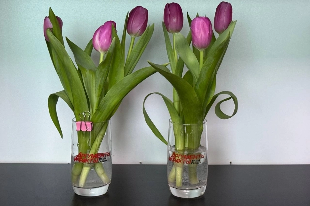 Второй день эксперимента — в бокале, помеченном скрепкой, проколотые тюльпаны.