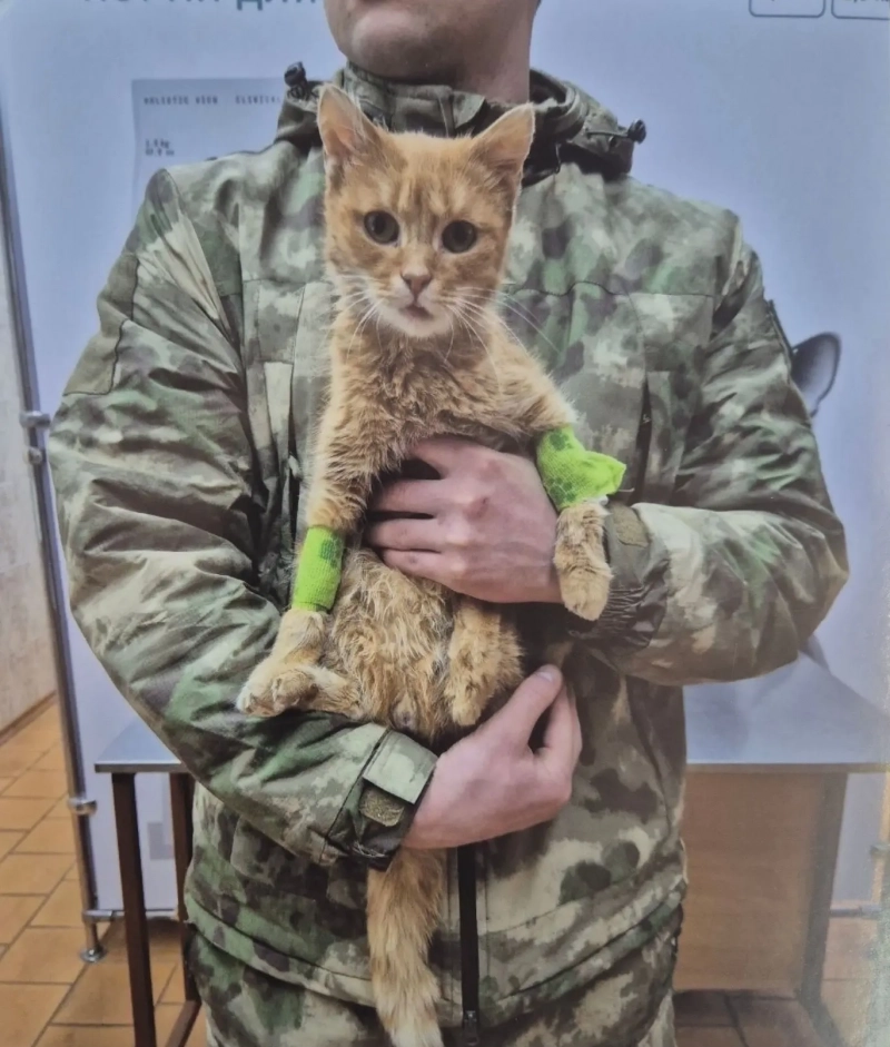 Кошка Апельсинка со своим хозяином на реабилитации.