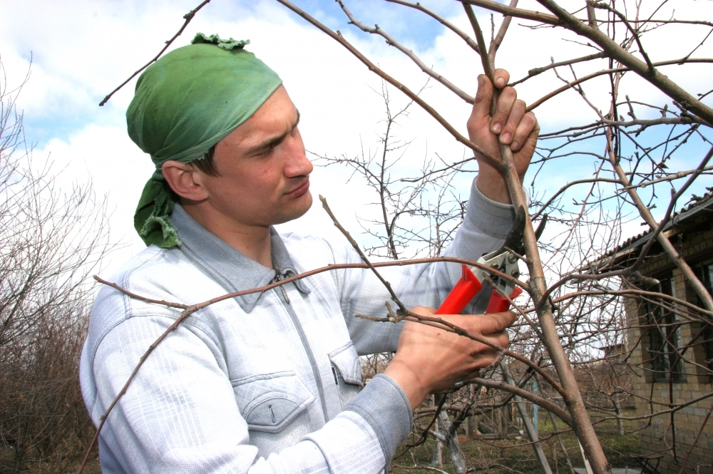 Дерево можно спасти и дать ему шанс.